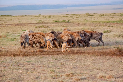 A pack of hyenas fights over and devours a wildebeest carcass while jackals linger nearby