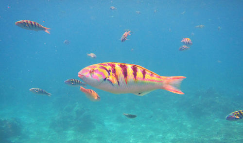 Close-up of fish swimming in water