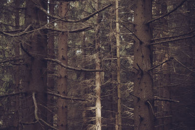 Bare trees in forest