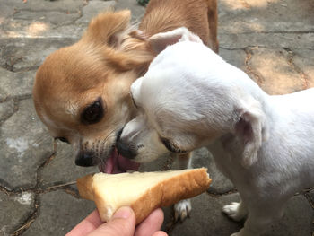 Cropped image of hand holding small dog