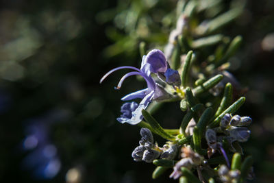 Close-up of purple flowering plant