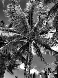 Low angle view of palm tree against sky