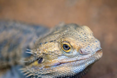 Close-up of a lizard