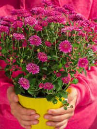 Close-up of hand holding pink roses