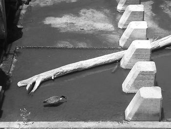 High angle view of bird on lake