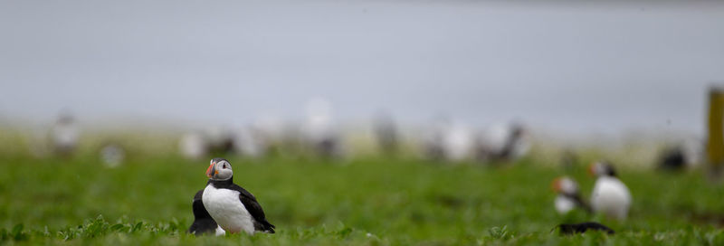 Bird on a field