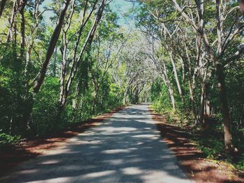 Narrow pathway along trees