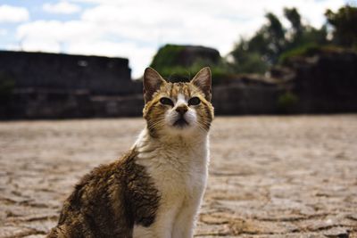Portrait of cat standing on field