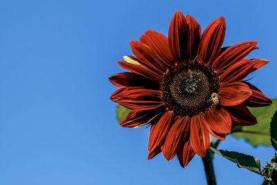 Low angle view of flower against blue sky