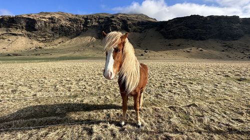 Horse standing on sand at desert