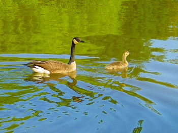 Ducks swimming in lake