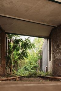 Trees and plants seen through window of house