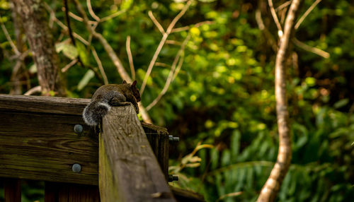 Low angle view of squirrel on tree