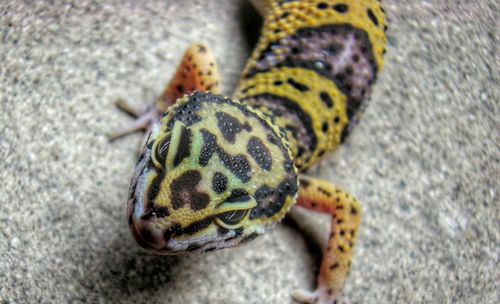 Close-up of lizard