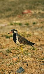 Close-up of bird perching on a land