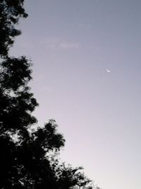 Low angle view of trees against sky