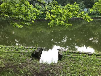 High angle view of trees by lake