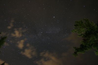 Low angle view of trees against star field at night