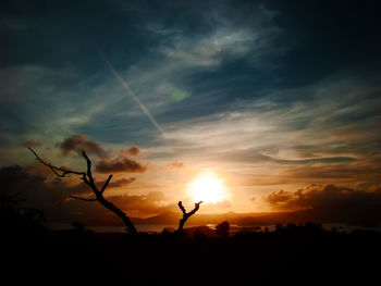 Silhouette plants against dramatic sky during sunset