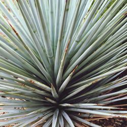 Full frame shot of plant