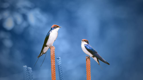 Bird perching on steel bars against blue sky