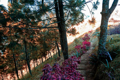 Scenic view of flowering trees in forest against sky