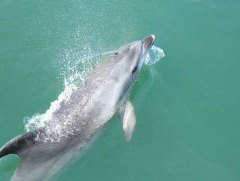 Close-up of fish swimming in sea