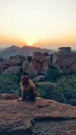 Lion sitting on rock formation against sky