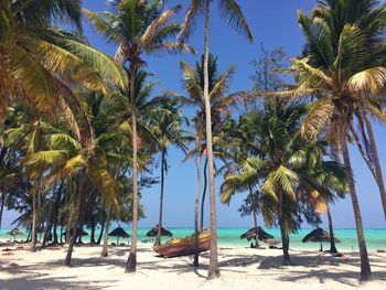 Palm trees on beach against sky