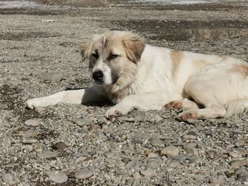 Portrait of dog sitting on field