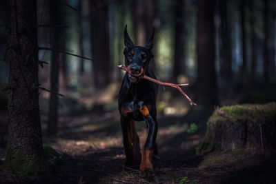 Portrait of dog in forest