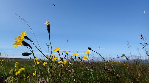 Close-up of yellow bird on field against clear sky