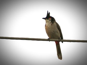 Close-up of bird perching on pole against clear sky