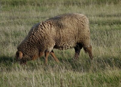 View of sheep grazing in field