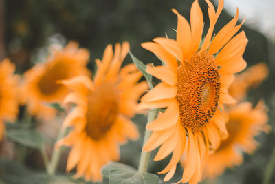 Close-up of orange flower in park
