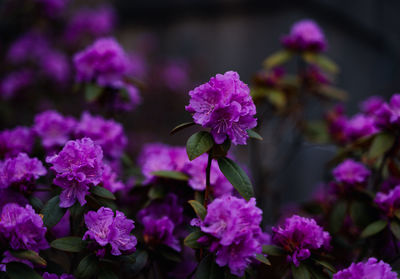 Close-up of purple flowering plant