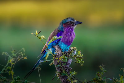 Close-up of bird perching on plant