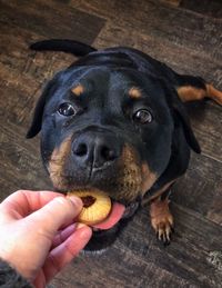 Close-up of hand holding puppy