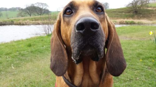 Close-up portrait of dog on grassy field