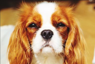 Close-up portrait of a dog