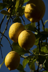 Lemons on the branch and sunlight at left