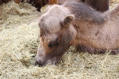 Close-up of a sheep on field