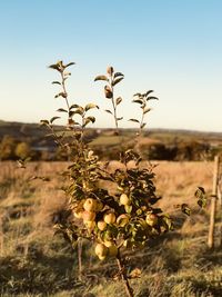 Apple in cornish field one october morning 