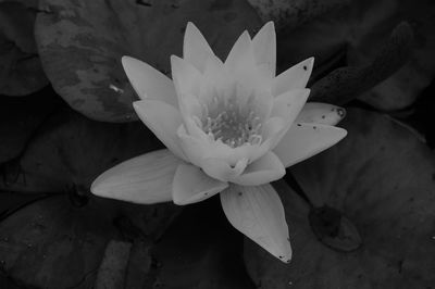 Close-up of lotus floating on water