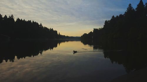 Reflection of trees in lake