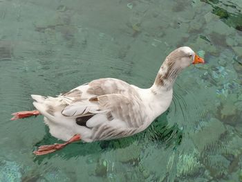 High angle view of duck swimming in lake