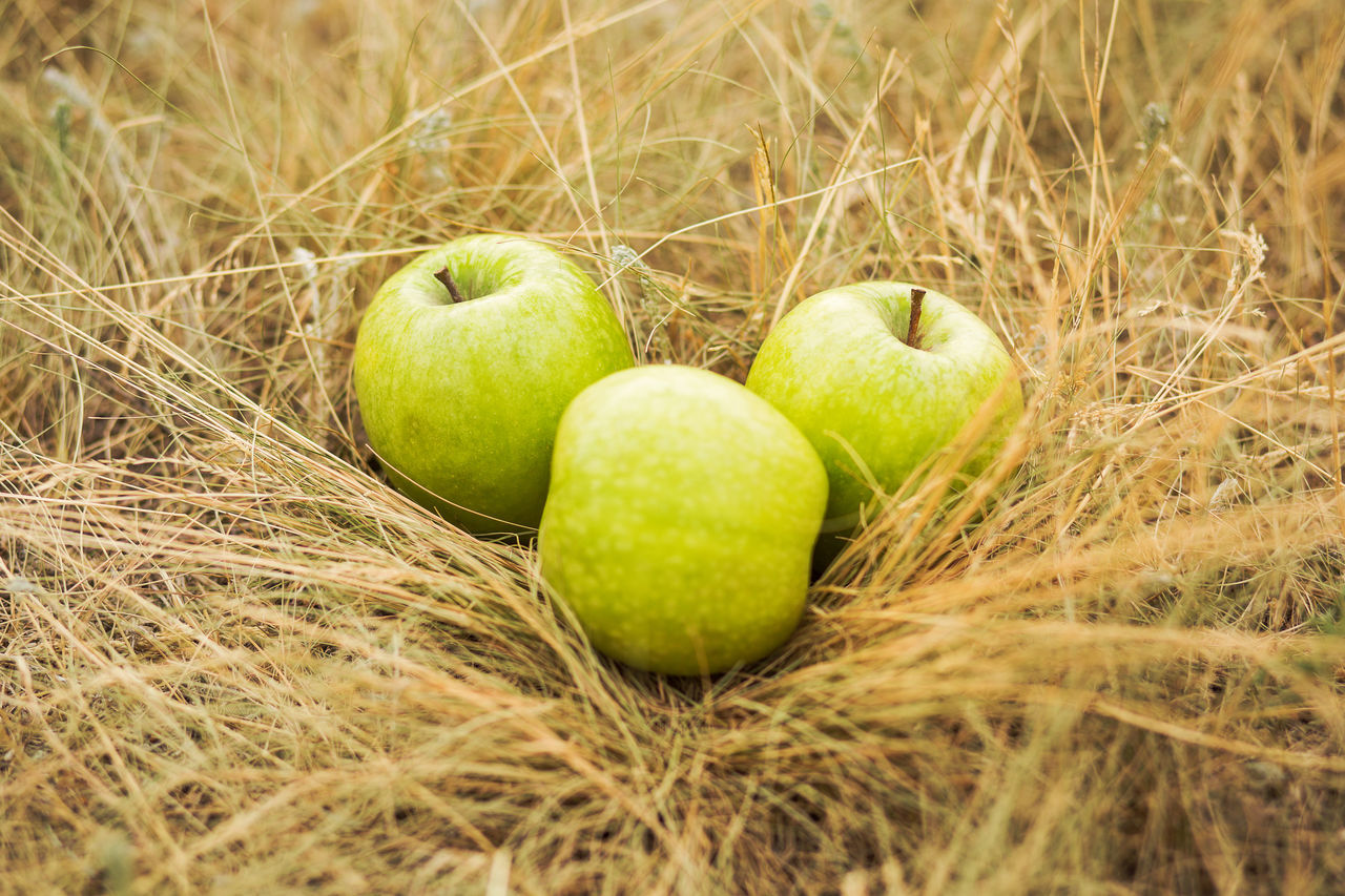 CLOSE-UP OF FRESH GREEN APPLES