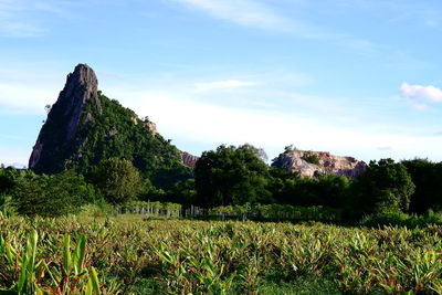 Scenic view of field against sky