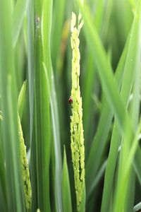 Close-up of insect on plant