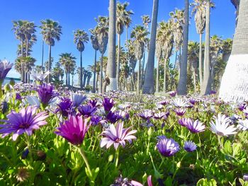 Close-up of purple flowering plants on land